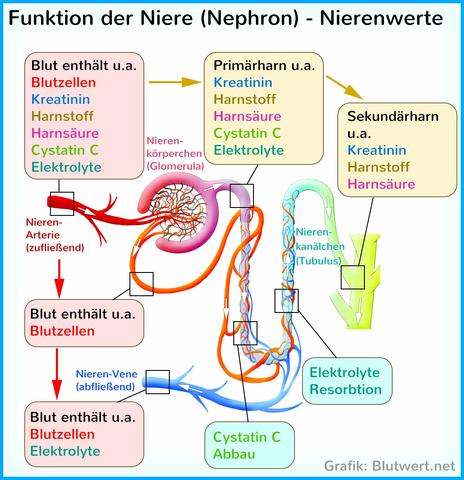 Blutwerte und GFR: Warum sie wichtig sind für die Diagnose von Nierenerkrankungen Blutwerte und GFR: Warum sie wichtig sind für die Diagnose von Nierenerkrankungen