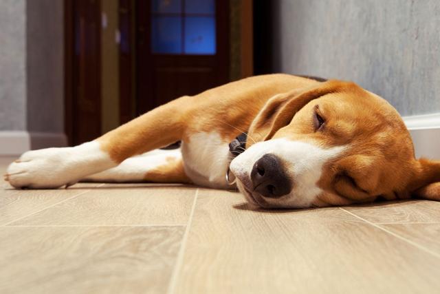 Die verschiedenen Liegepositionen von Hunden und ihre Bedeutung