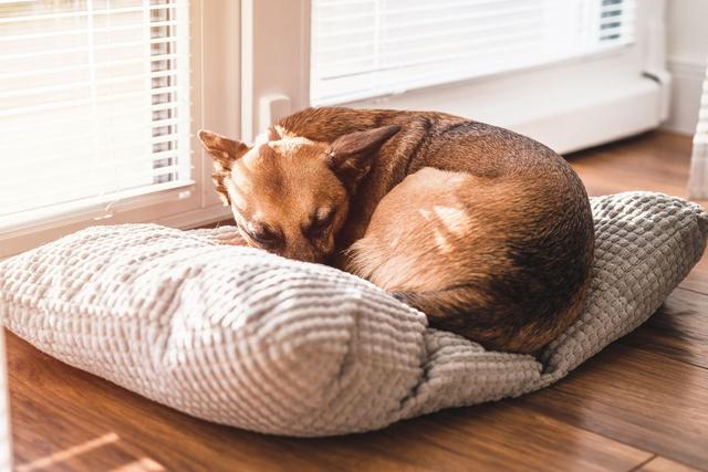 Die Bedeutung der Liegeposition für das Wohlbefinden Ihres Hundes