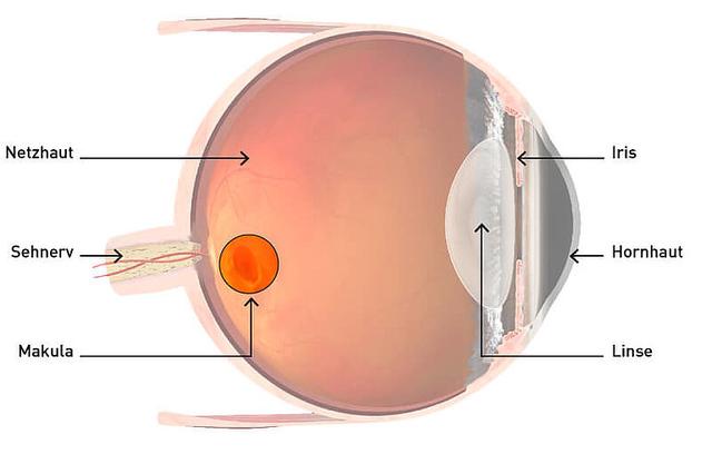 Die Bedeutung der Makula für unser Sehvermögen Die Bedeutung der Makula für unser Sehvermögen