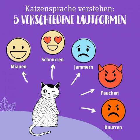 Die Geheimnisse der Katzensprache: Was verrät uns das Schnurren über die Emotionen unserer Samtpfoten? Die Geheimnisse der Katzensprache: Was verrät uns das Schnurren über die Emotionen unserer Samtpfoten?
