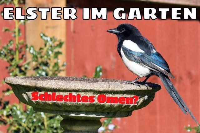 Die Bedeutung einer Elster im Garten Gemeinsam leben oder Konflikte