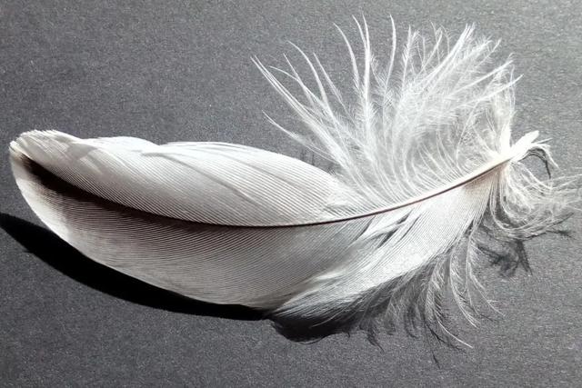 Graue Federn und ihre symbolische Bedeutung: Hoffnung in schwierigen Zeiten Graue Federn und ihre symbolische Bedeutung: Hoffnung in schwierigen Zeiten