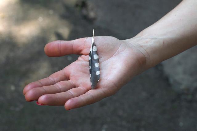 Graue Federn als Glücksbringer: Der Sieg des Lichts über die Dunkelheit Graue Federn als Glücksbringer: Der Sieg des Lichts über die Dunkelheit