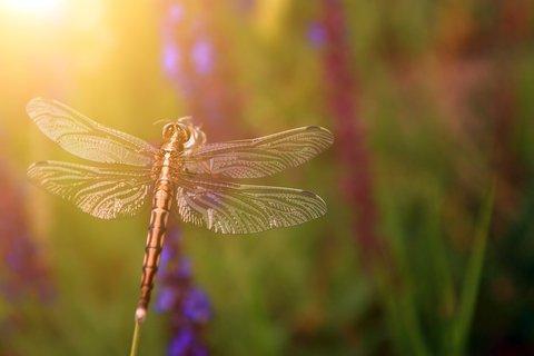 Das Gleichgewicht zwischen dem irdischen Wesen und dem höheren Selbst: Die Bedeutung von Libellen-Tattoos Das Gleichgewicht zwischen dem irdischen Wesen und dem höheren Selbst: Die Bedeutung von Libellen-Tattoos