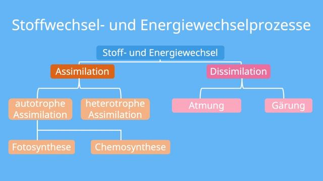 Assimilierung erklärt: Was bedeutet es, assimiliert zu sein? Assimilierung erklärt: Was bedeutet es, assimiliert zu sein?