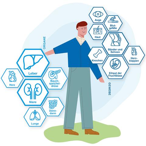 Transplantationsmedizin: Fortschritte und Risiken für Empfänger von Spenderorganen Transplantationsmedizin: Fortschritte und Risiken für Empfänger von Spenderorganen