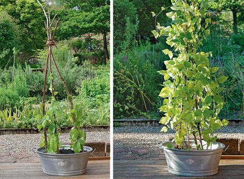 Rankhilfen aus alten Gartengeräten und Weidenruten: Tipps zum Selbermachen