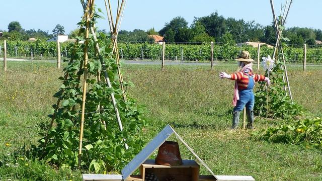 Kletterpflanzen unterstützen: Bauanleitungen für DIY-Rankhilfen