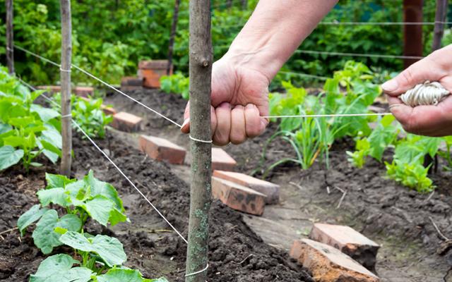 Praktische Anleitungen für selbstgebaute Rankhilfen im Garten
