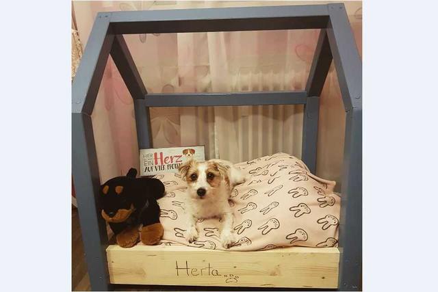 Persönliche Note: Einzigartige Hundebetten zum Nachbauen Persönliche Note: Einzigartige Hundebetten zum Nachbauen