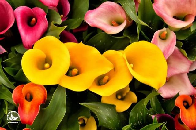 Die Herkunft der Calla Blume: Von Afrika zur beliebten Zimmerpflanze in Europa Die Herkunft der Calla Blume: Von Afrika zur beliebten Zimmerpflanze in Europa