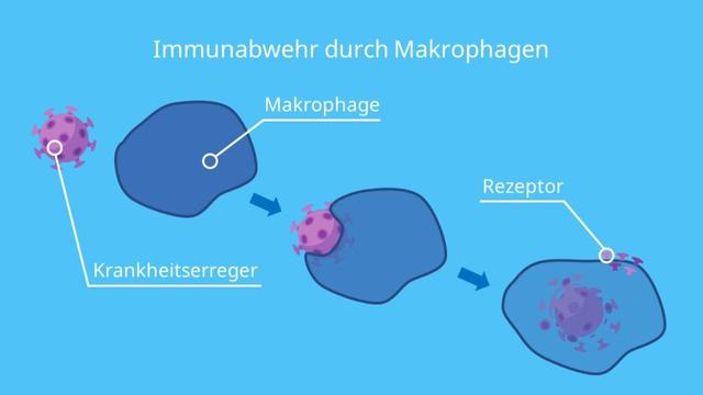 2. Monozyten: Wichtige Fresszellen im Immunsystem 2. Monozyten: Wichtige Fresszellen im Immunsystem