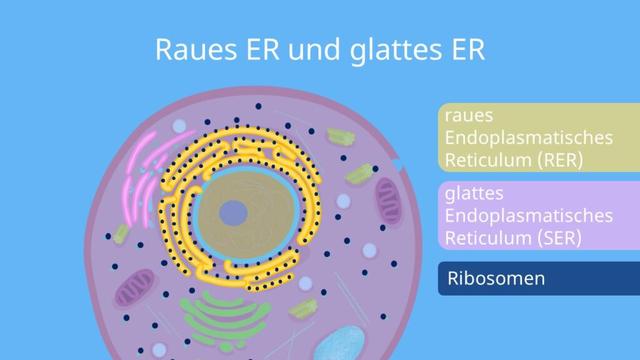 4. Das endoplasmatische Retikulum: Eine wichtige Zellorganelle 4. Das endoplasmatische Retikulum: Eine wichtige Zellorganelle