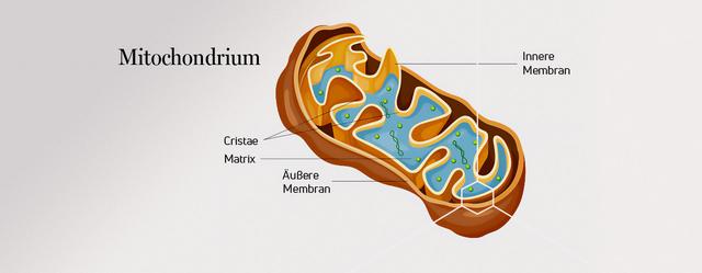 5. Mitochondrien: Die Kraftwerke der Zelle 5. Mitochondrien: Die Kraftwerke der Zelle
