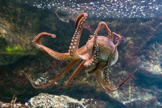Kraken: Wie viele Arme besitzt dieses erstaunliche Meereswesen? Kraken: Wie viele Arme besitzt dieses erstaunliche Meereswesen?