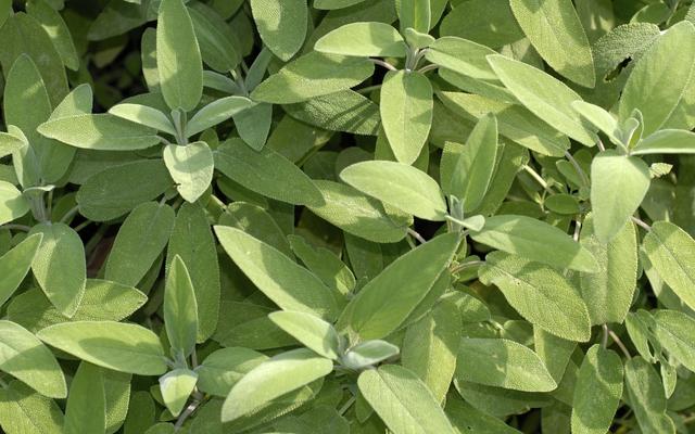 Salbeitee als natürliche Unterstützung bei Husten und Atemwegserkrankungen Salbeitee als natürliche Unterstützung bei Husten und Atemwegserkrankungen