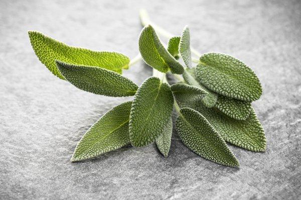 Die historische Verwendung von Salbeitee und seine moderne Bedeutung für die Gesundheit Die historische Verwendung von Salbeitee und seine moderne Bedeutung für die Gesundheit