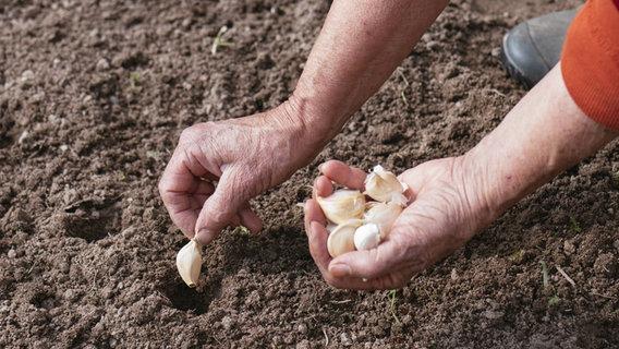 Winterknoblauch anbauen: Von September bis Oktober in den Boden bringen Winterknoblauch anbauen: Von September bis Oktober in den Boden bringen