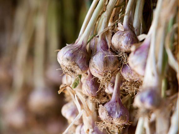 Wann pflanzt man Knoblauch? Die ideale Zeit für den Anbau im eigenen Garten Wann pflanzt man Knoblauch? Die ideale Zeit für den Anbau im eigenen Garten