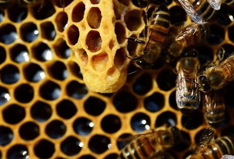 Das Leben einer Arbeitsbiene: Von der Putzfrau zur Kundschafterin Das Leben einer Arbeitsbiene: Von der Putzfrau zur Kundschafterin