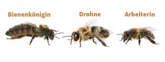 Die Lebensdauer einer Biene: Wie lange lebt eine Biene? Die Lebensdauer einer Biene: Wie lange lebt eine Biene?