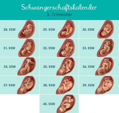 Ab Wann Spürt Man Tritte In Der Schwangerschaft