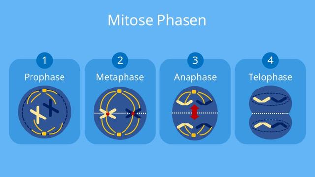 Die Phasen der Mitose einfach erklärt: Von der Prophase bis zur Telophase Die Phasen der Mitose einfach erklärt: Von der Prophase bis zur Telophase