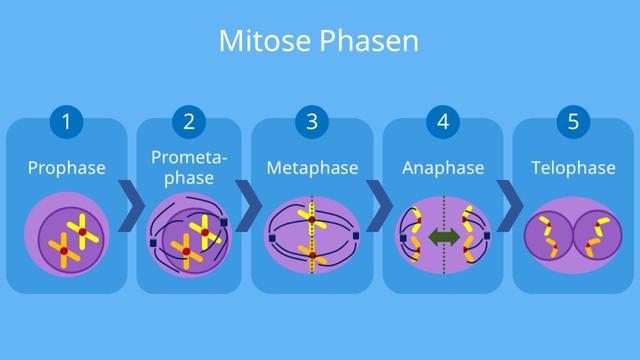 Die Mitose: Grundlagen Und Ablauf Einfach Erklärt - Sieu Thi Do Noi That