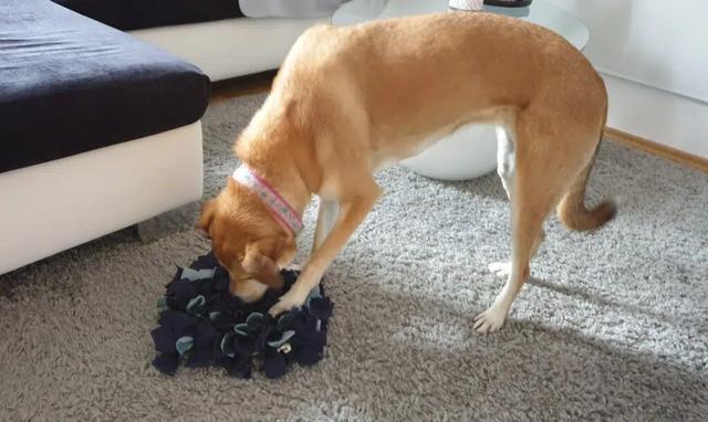 Das Verhalten der Hunde entschlüsselt: Warum sie sich für den Geruch von menschlichen Genitalien interessieren