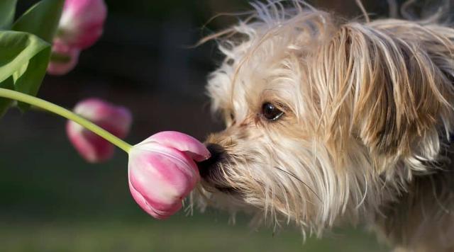 Die biologischen Gründe: Warum Hunde an menschlichen Genitalien schnuppern