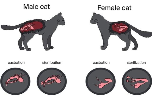 Vor- und Nachteile der Kastration bei Katzen Vor- und Nachteile der Kastration bei Katzen