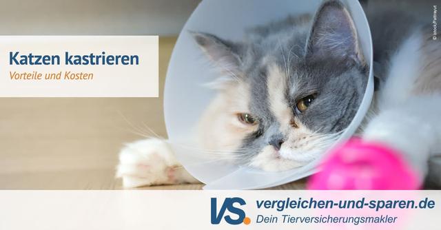Tipps zur Vorbereitung auf die Kastration Ihrer Katze Tipps zur Vorbereitung auf die Kastration Ihrer Katze