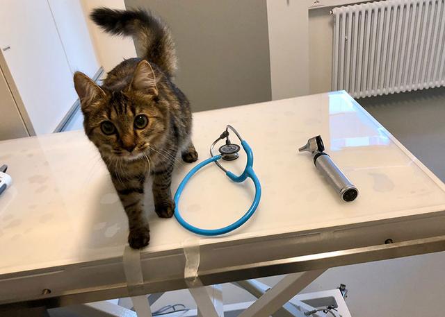 Wann sollten Katzen kastriert werden? Wann sollten Katzen kastriert werden?