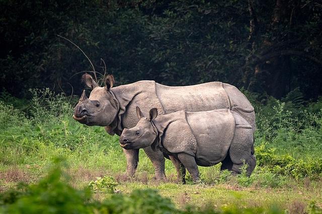Nashorn-Safari: Erlebe die faszinierende Rhino Fahrt