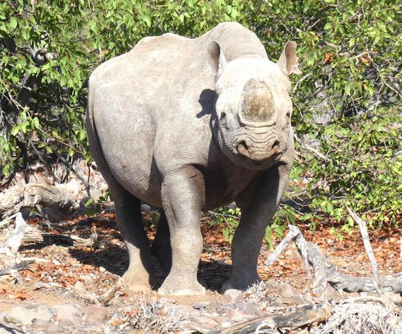 Auf den Spuren der Nashörner: Die Rhino Fahrt durch Afrika
