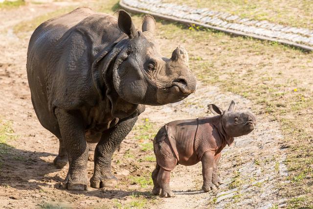 Unterstütze den Artenschutz: Die Bedeutung der Rhino Fahrt