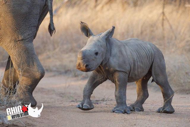 Einzigartige Begegnungen mit Nashörnern: Die Rhino Fahrt in Afrika