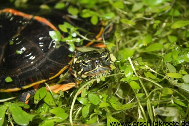 Pflanzliche Nahrung für Wasserschildkröten: Was sie gerne fressen Pflanzliche Nahrung für Wasserschildkröten: Was sie gerne fressen