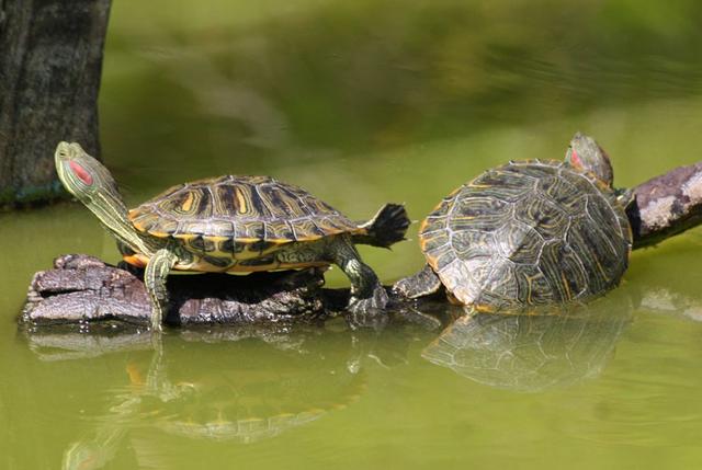 Fleisch oder Pflanzen? Die optimale Ernährung für Wasserschildkröten Fleisch oder Pflanzen? Die optimale Ernährung für Wasserschildkröten