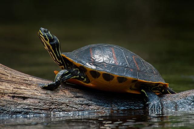 Junge Wasserschildkröten: Welche Nahrung ist besonders wichtig? Junge Wasserschildkröten: Welche Nahrung ist besonders wichtig?