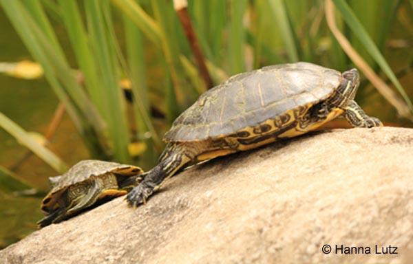 Wasserschildkrötenfutter: Tipps für eine ausgewogene Ernährung Wasserschildkrötenfutter: Tipps für eine ausgewogene Ernährung