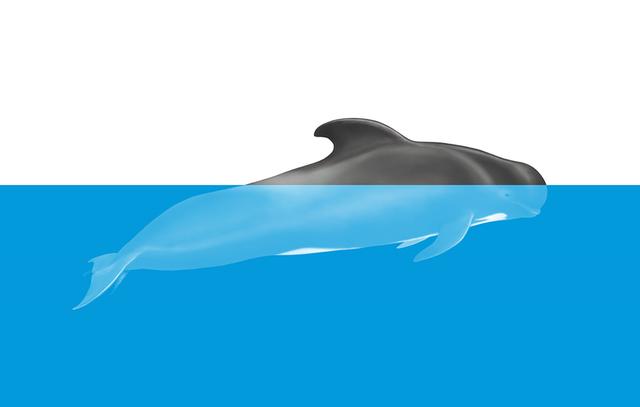 Die erstaunliche Schlaftechnik der Delfine und Orcas im Vergleich zu Walen Die erstaunliche Schlaftechnik der Delfine und Orcas im Vergleich zu Walen