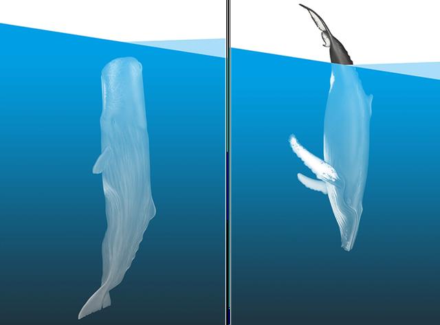 Einblick in den Schlaf der Meeresgiganten: Wie Wale ihre Ruhephasen gestalten Einblick in den Schlaf der Meeresgiganten: Wie Wale ihre Ruhephasen gestalten