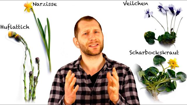 Warum blühen Frühblüher so früh im Jahr? Warum blühen Frühblüher so früh im Jahr?