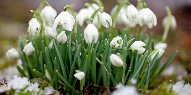 Die Vielfalt der Frühblüher: Von Zwiebelblumen bis zu Stauden und Gehölzen Die Vielfalt der Frühblüher: Von Zwiebelblumen bis zu Stauden und Gehölzen
