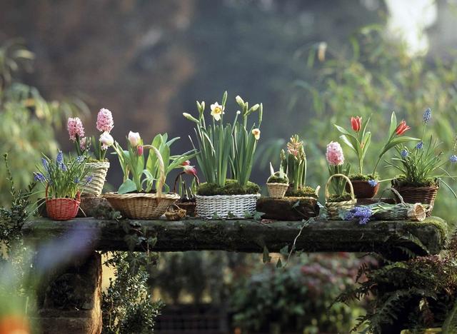 Tipps zur Gestaltung eines farbenfrohen Frühlingsgartens mit Frühblühern Tipps zur Gestaltung eines farbenfrohen Frühlingsgartens mit Frühblühern