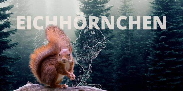 Traumdeutung des Eichhörnchens: Vorzeichen für Veränderungen im Leben Traumdeutung des Eichhörnchens: Vorzeichen für Veränderungen im Leben