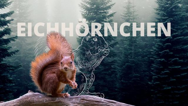Die Bedeutung des Eichhörnchens als Krafttier: Mutig sein und Herzenswünsche erfüllen Die Bedeutung des Eichhörnchens als Krafttier: Mutig sein und Herzenswünsche erfüllen