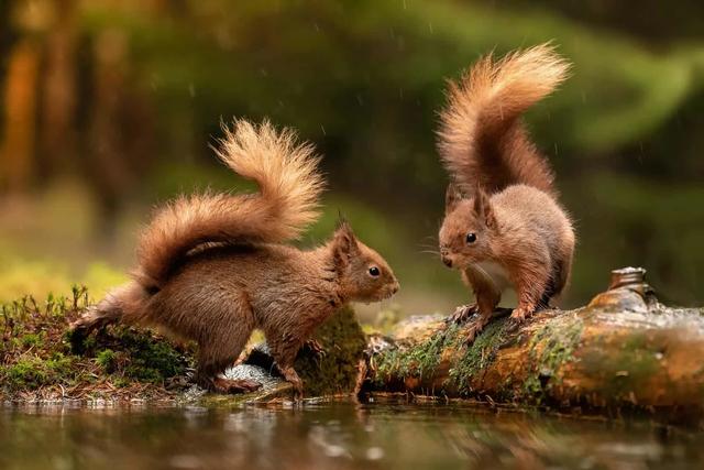 Mit dem Eichhörnchen-Krafttier auf die Zukunft vorbereitet sein: Übungen und Rituale Mit dem Eichhörnchen-Krafttier auf die Zukunft vorbereitet sein: Übungen und Rituale